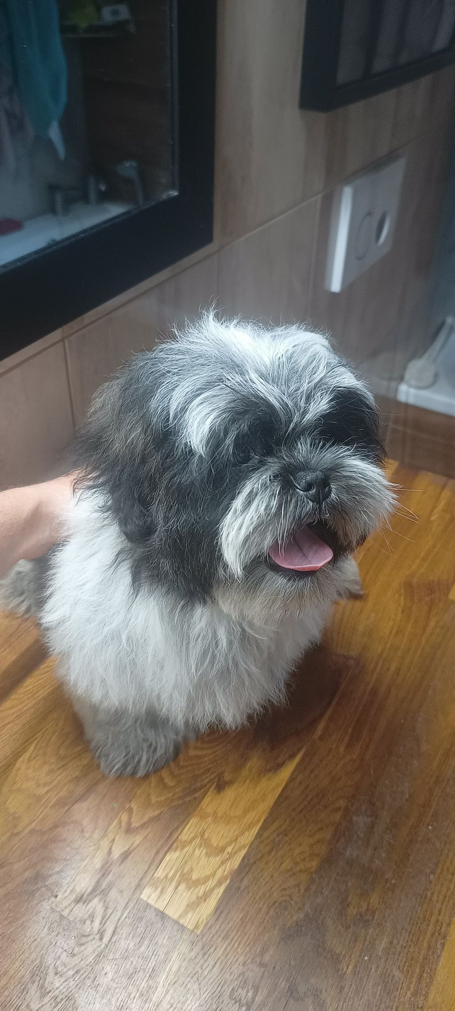 Mal shi, komplet szczepień ( shih tzu, maltańczyk)