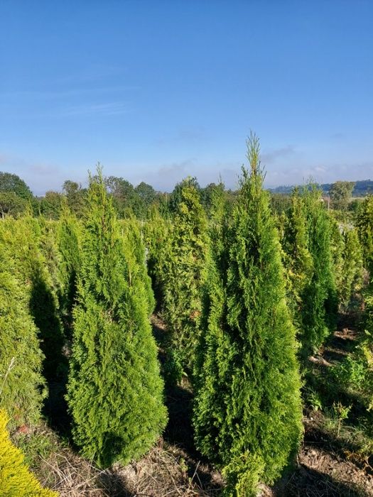 Thuja szmaragd 140-160cm Kurnik Brabant Doradzimy Posadzimy Dowieziemy