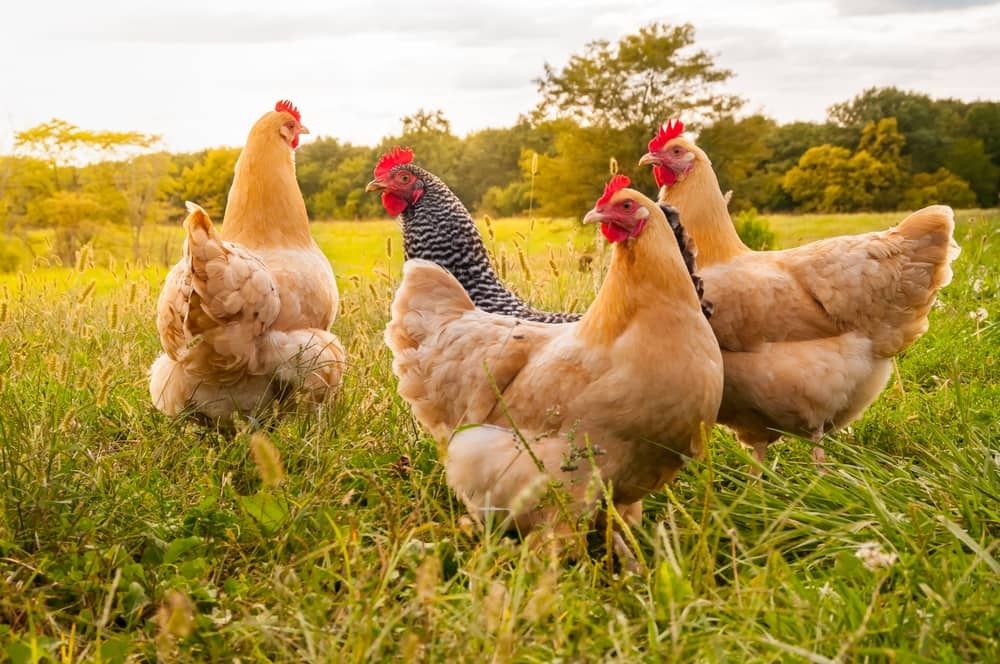 Frangos, patos e coelhos de criação doméstica