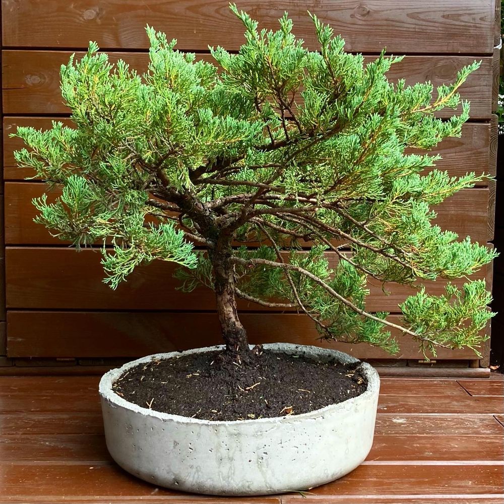 Recznie wykonana donica z bonsai z jałowca