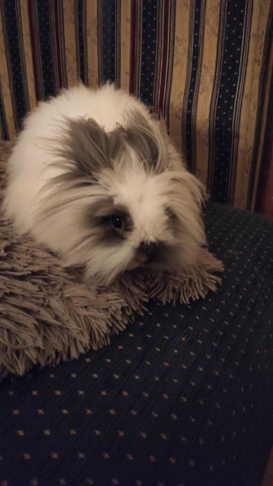 oddam dorosłego królika miniaturkę sweet teddy