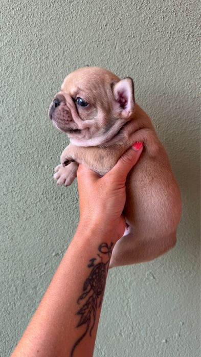 Menino BulldogFrances