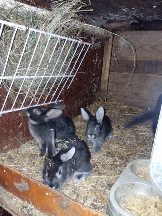 Sprzedam młode króliki