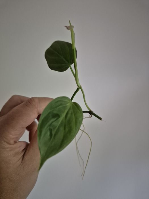 Micans Green Form