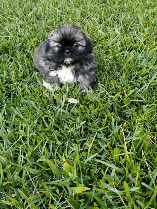 Shih-Tzu fêmea disponível