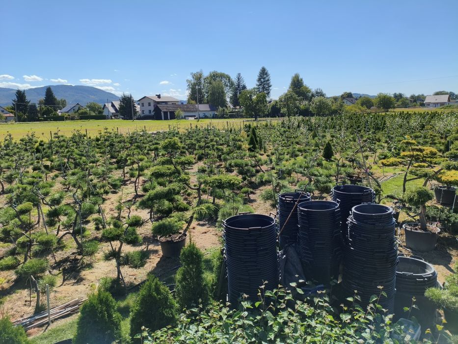 Sosny bonsai - niwaki- drzewka formowane  na taras , do ogrodu 400 szt