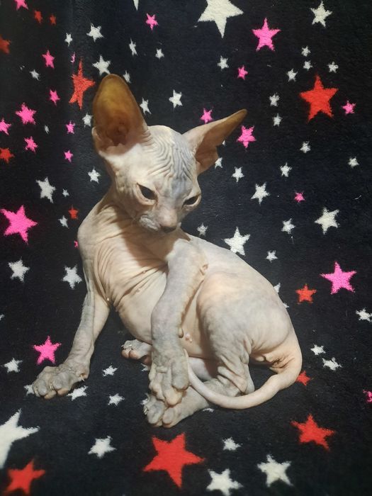 Сфинкс девочка ждёт семью