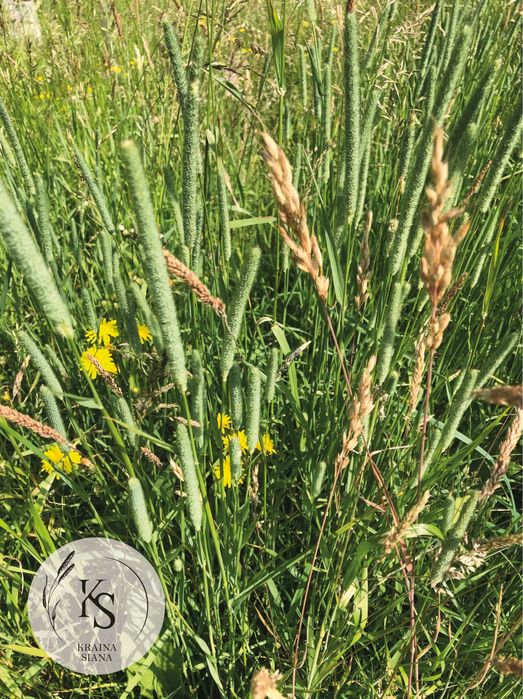 1kg-Sianko łąkowe z tymotką dla królików-Kraina Siana
