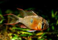 GB Pielęgniczka Boliwijska (łac. Mikrogeophagus Altispinosus)