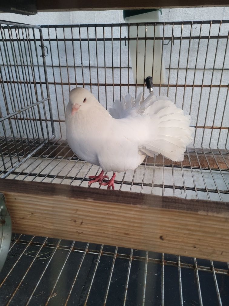 Pawiki bialy samiec