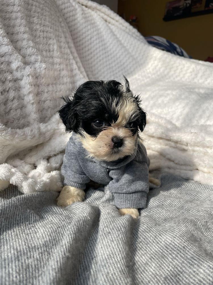 Shihtzu macho pequeno