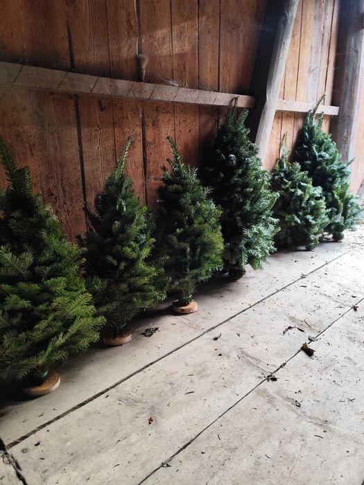 Ялинки (плетені/мотанки)із натуральної гілки