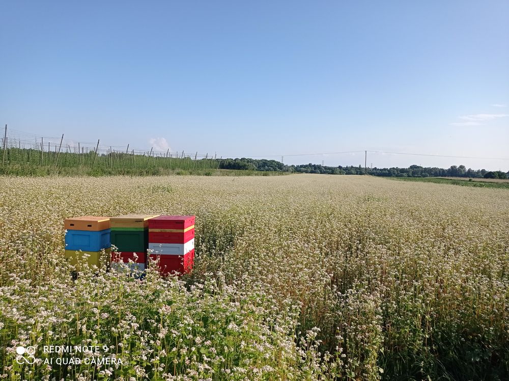 Odkład pszczół ramka wielkoplska