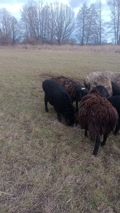 Ягнята, вівці курдючні