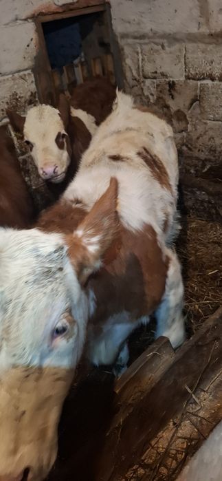 Byczek byk Sm simental ciele 138kg