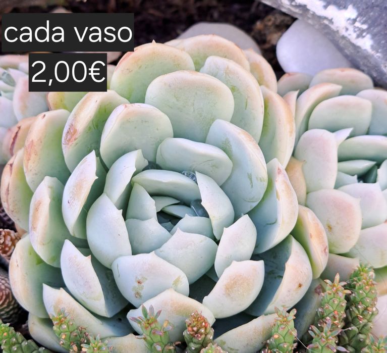 Queima incenso estanho puro 95%