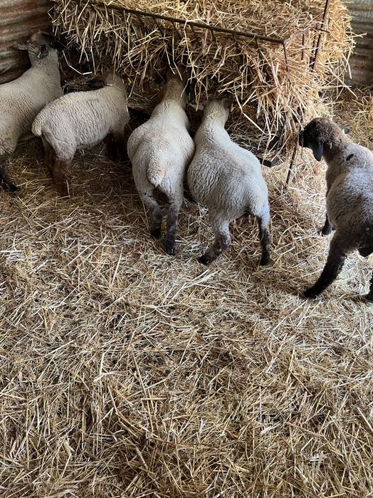 5 borregos machos cruzados de suffolk