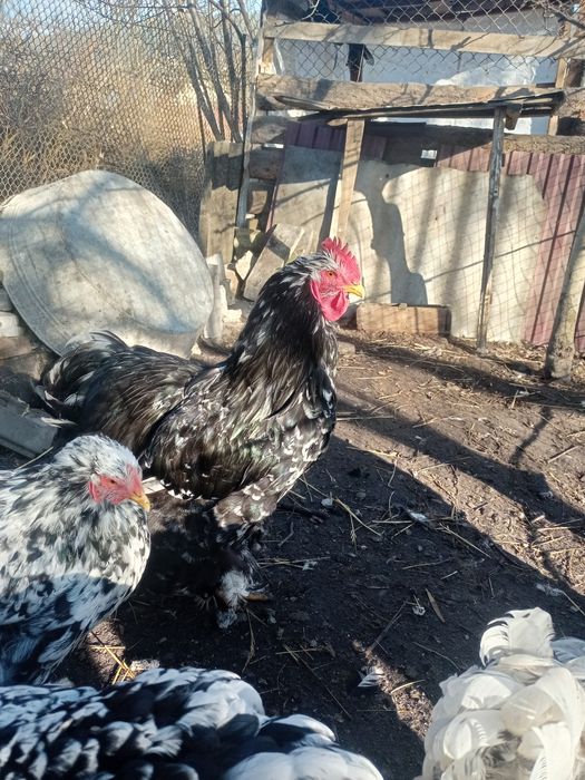 Кохінхін мраморний інкубаційне яйце мрамурний