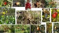 Fruta: marmelos, diospiros, peras, maçãs, pêra abacate, physalis, piri
