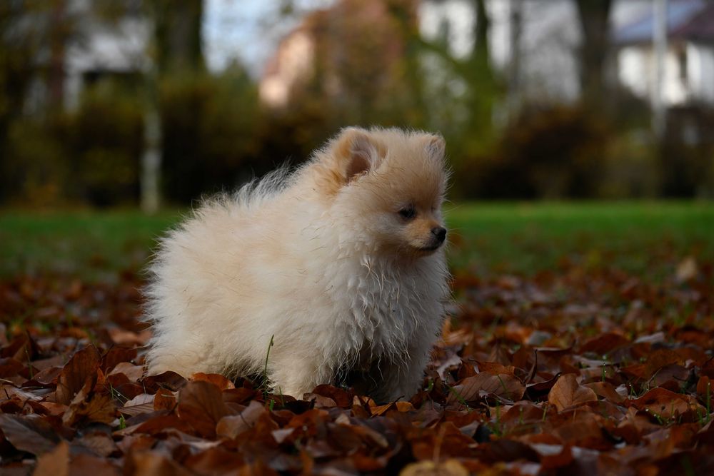 Zapraszamy do rezerwacji Szpic mały kolorowy współczesny FCI