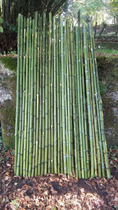 Canas de Bambu Natural