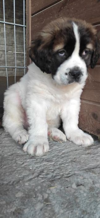 Moskiewski stróżujący moskiewskie z metryką i czipem