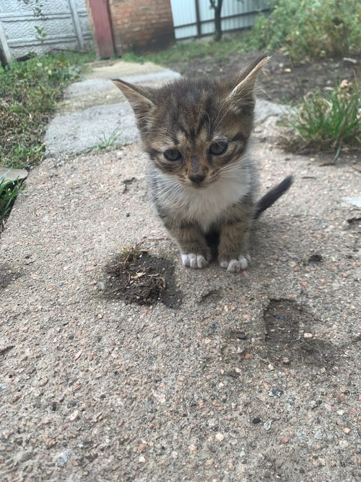 Кошенята у добрі руки