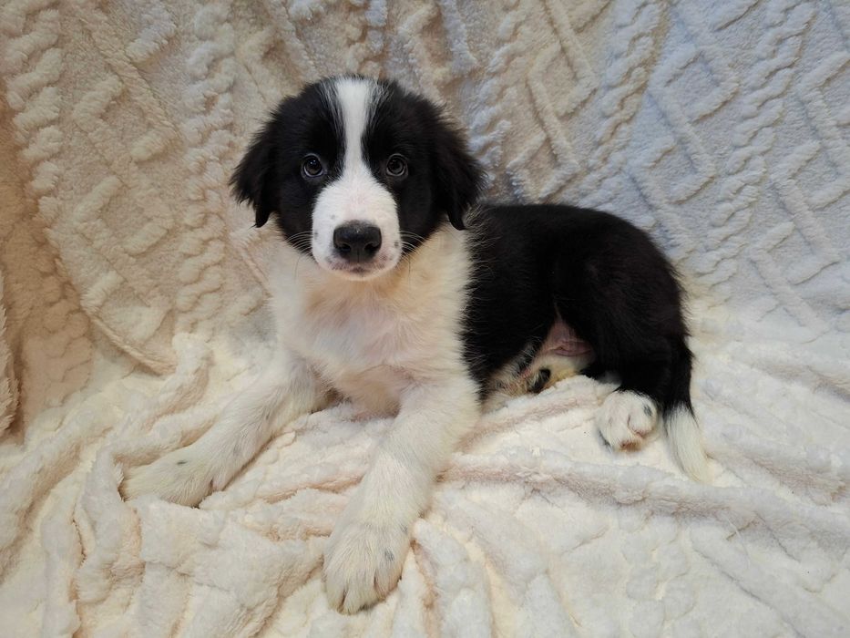 Border Collie piesek czarno -biały szczeniak wyjątkowy
