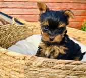 Yorkshire Terrier