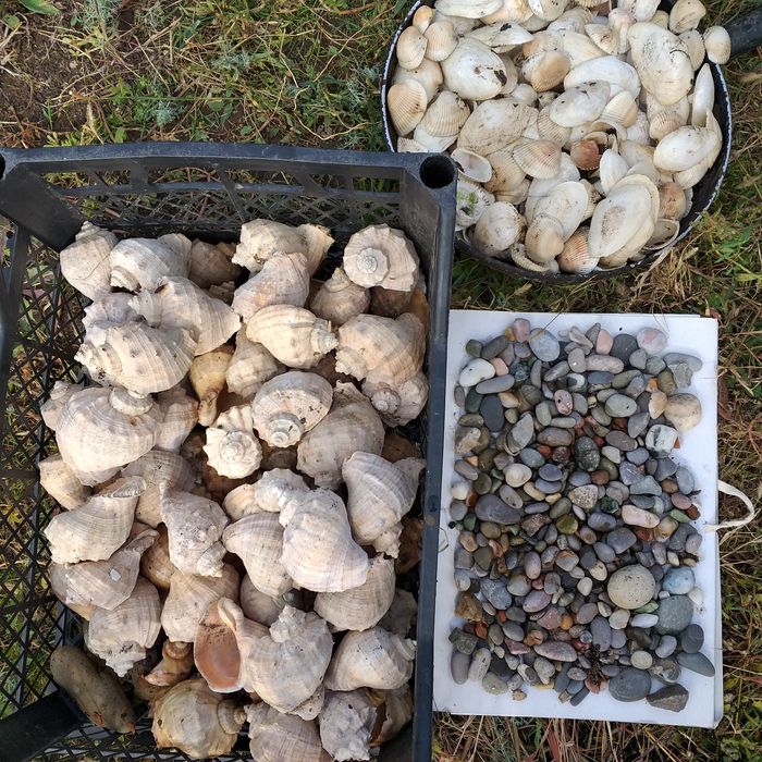 Ракушки морские натуральные  для аквариума