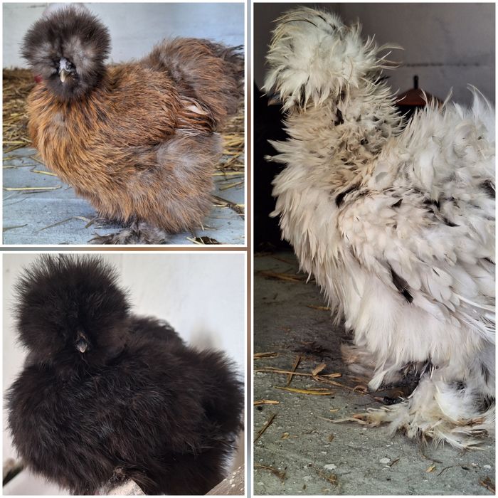 Jajka jaja lęgowe silki silka jedwabista