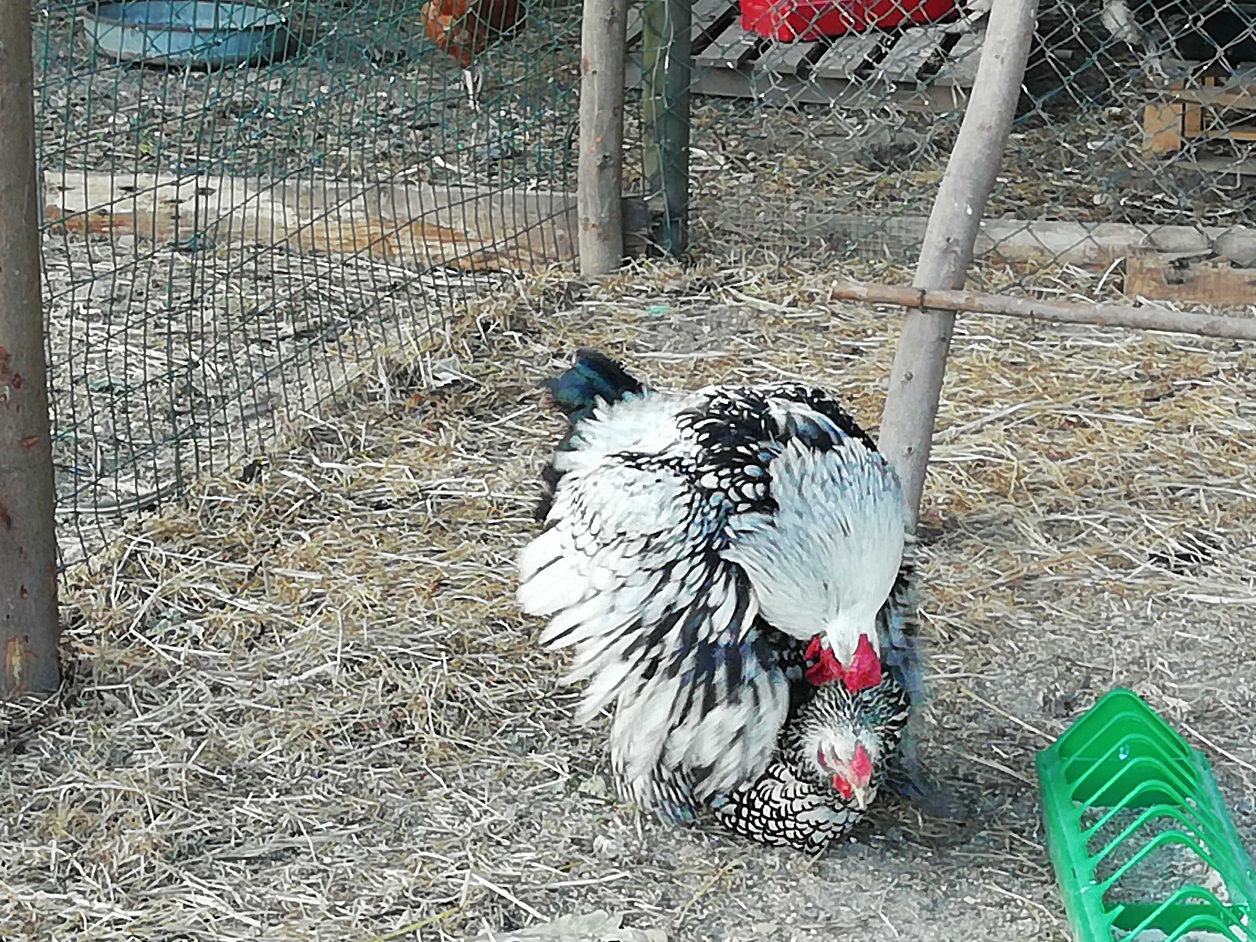 Ayam Cemani, a galinha Gótica