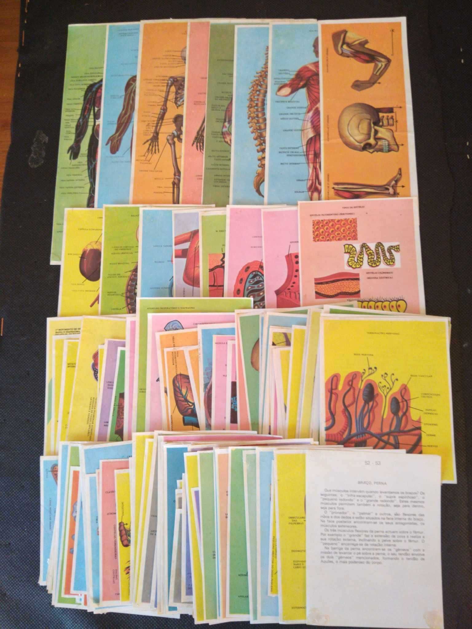 Cromos Coleção Completa de 240 Cromos Corto Humano.