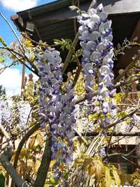 Wisteria chińska glicynia nasiona 10 sztuk