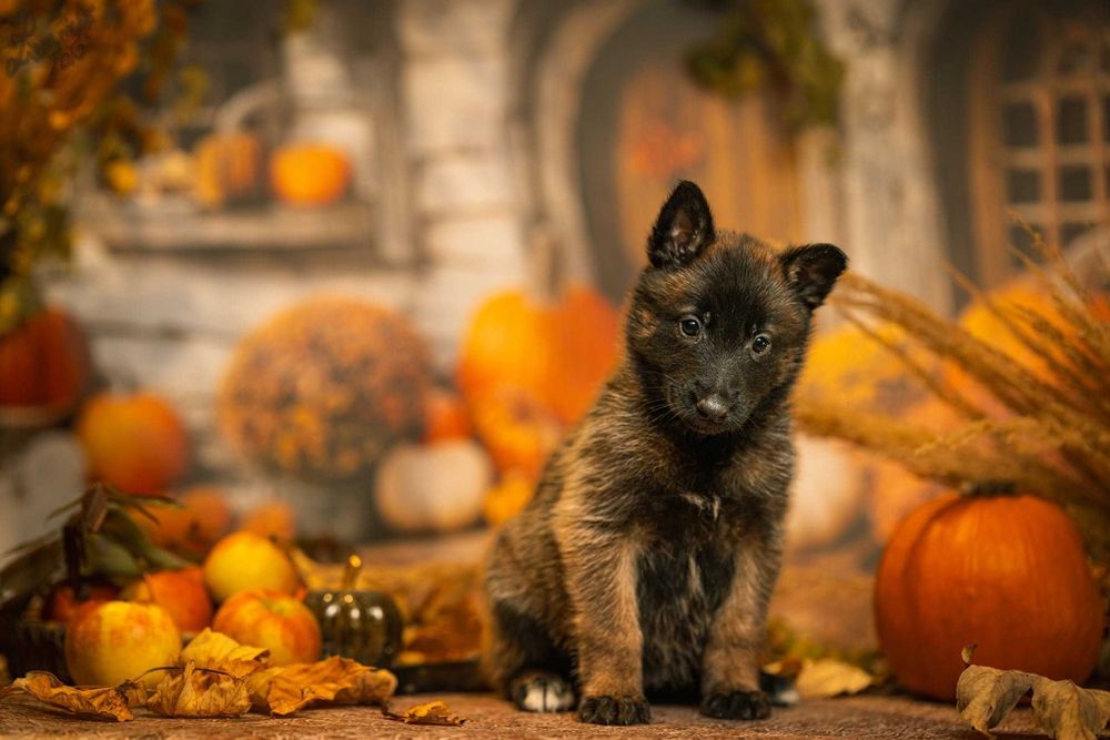 Owczarek Belgijski Malinois Suczka FCI ZKwP