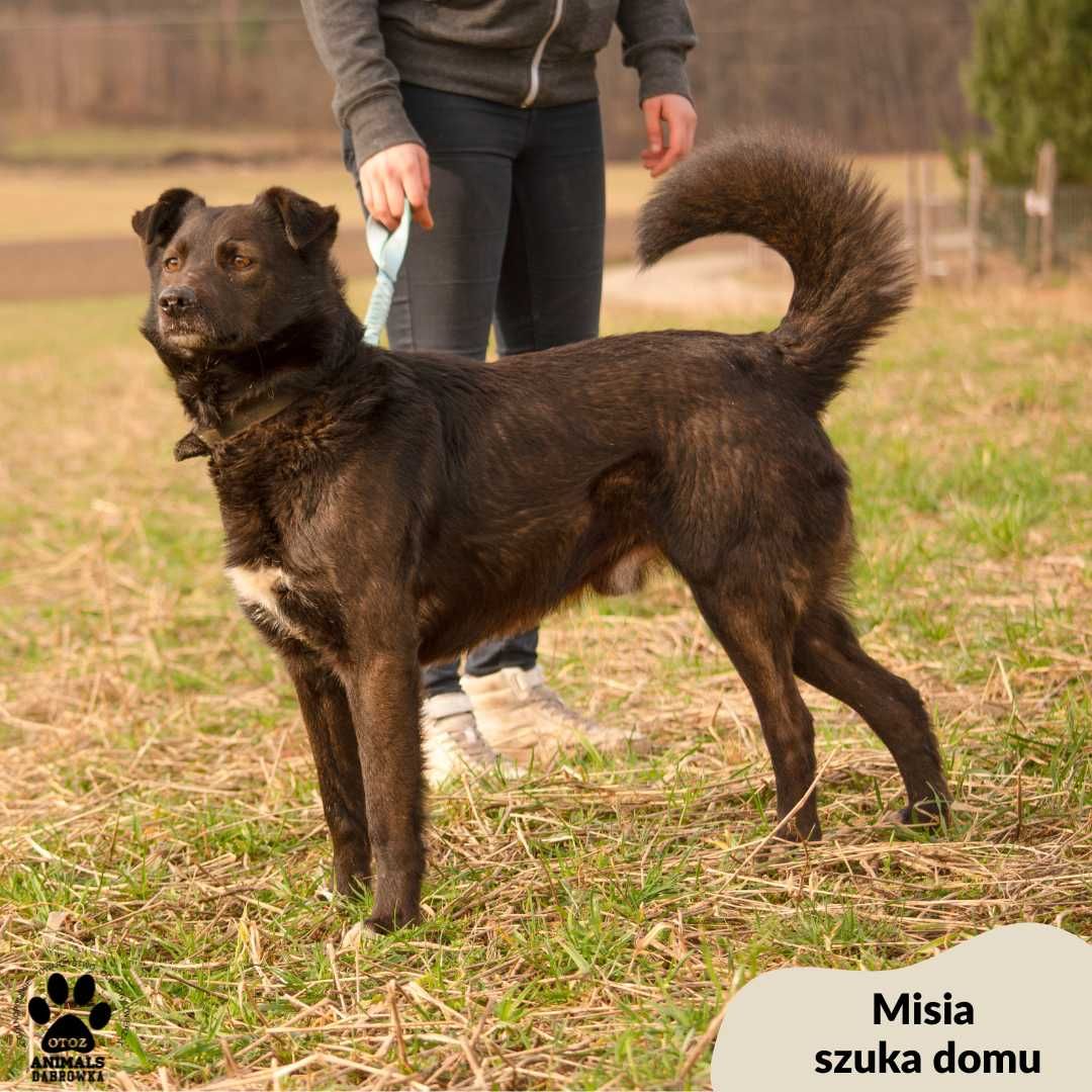 Smok szuka swojego miejsca na ziemi. Adoptuj