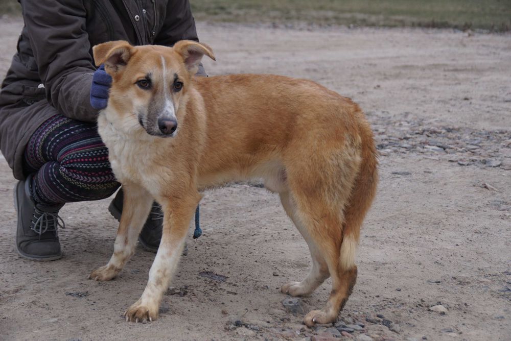 Jaspis - ładny , czujny piesek