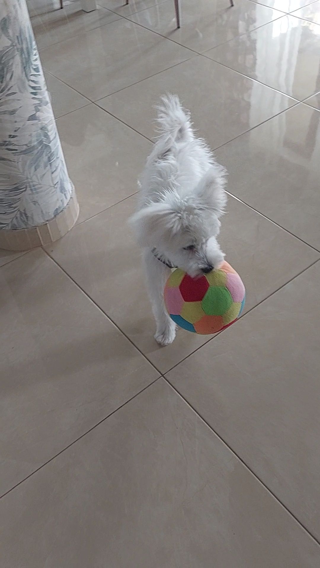 Domowy hotel dla psów Sofi/opieka nad psem/ petsitter