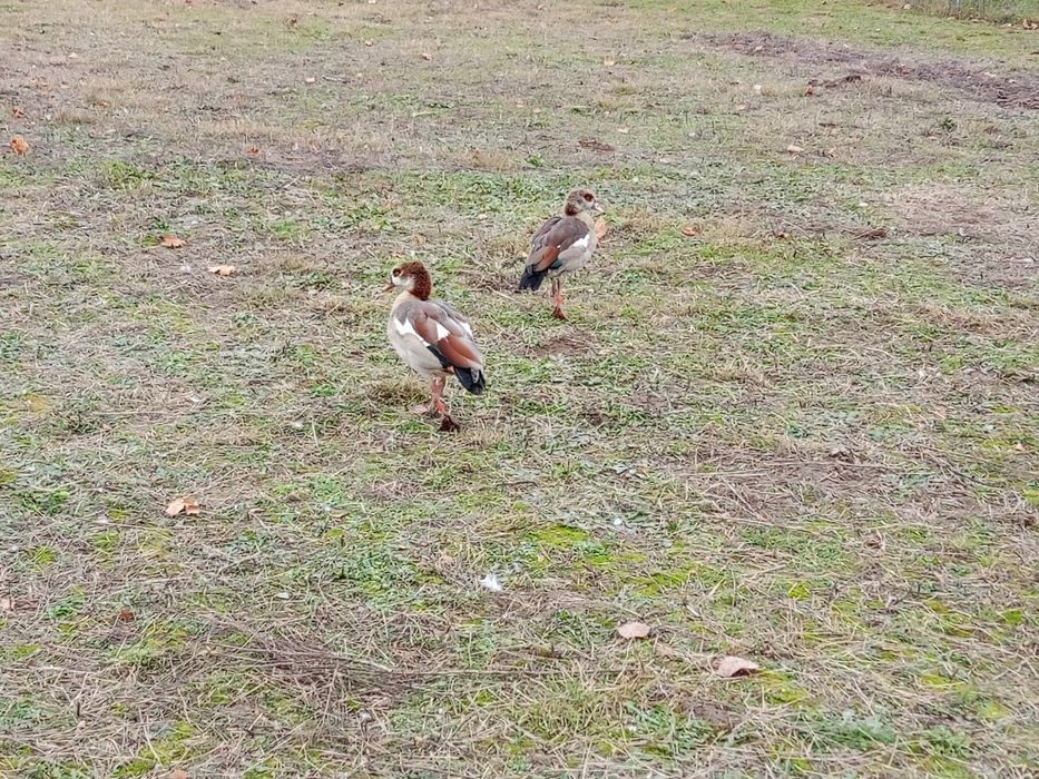 Kazarki nilowe egipskie