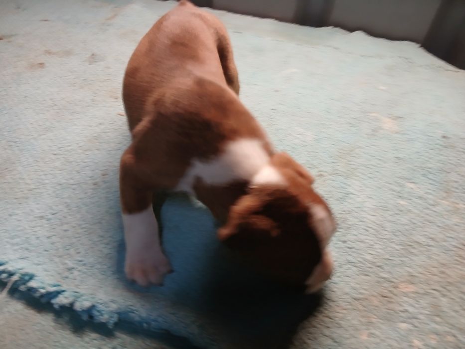 Boxer macho camurça