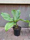 Bananowiec zielony ensete ventricosum green