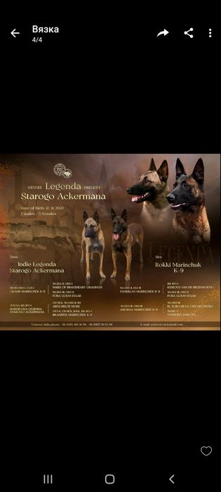 Вязка. Бельгійська вівчарка Малінуа. Кобель 3г.