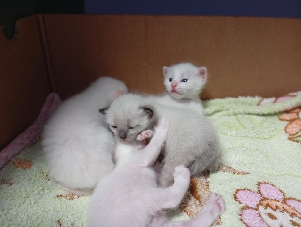 Кошенята шукають нову люблячу родину