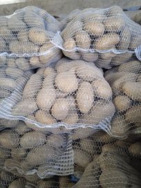 Ziemniaki jadalne Catania, Ignacy, Sifra