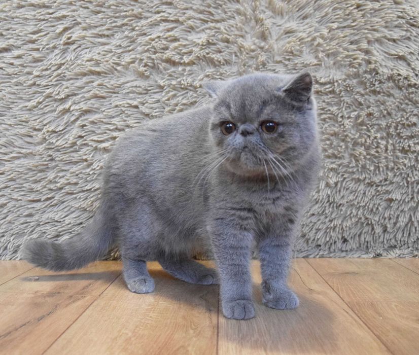 Kocurek egzotyczny krótkowłosy