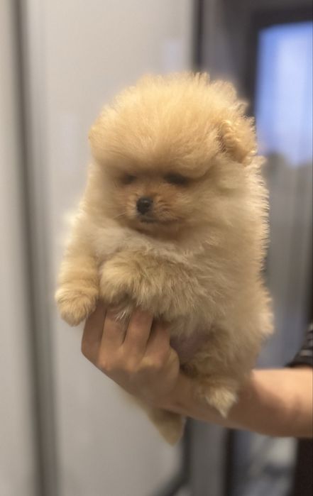 Szpic miniaturowy Pomeranian