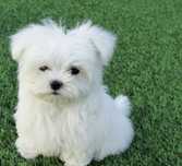 Bichon maltes menina