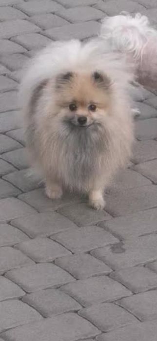 Sunia dorosla.Szpic miniaturowy Pomeranian