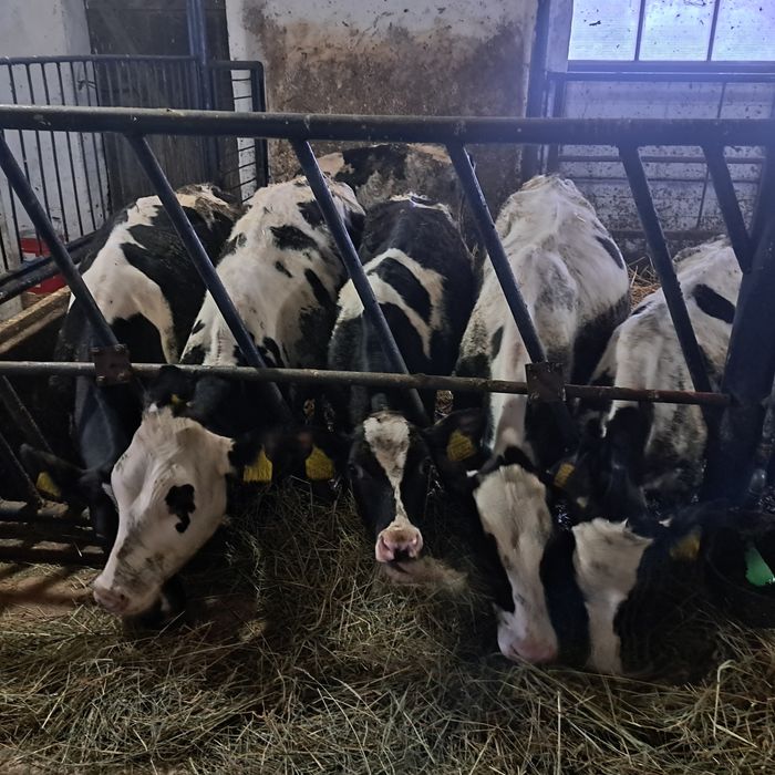 Sprzedam cielaki byczki odchowane żarłoki startery.