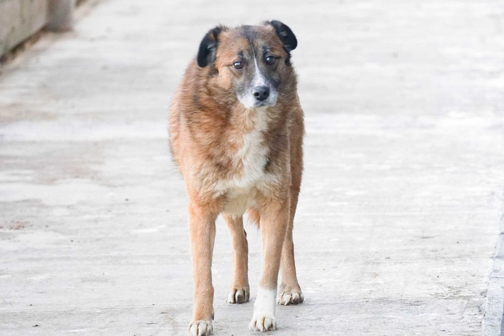 Kodżak - starszy psiak szuka domu
